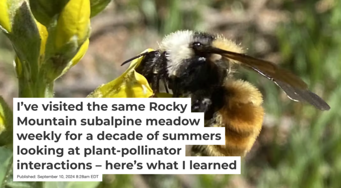 A white-shouldered bumblebee, Bombus appositus visits the flowers of a goldenbanner. Julian Resasco, CC BY-ND